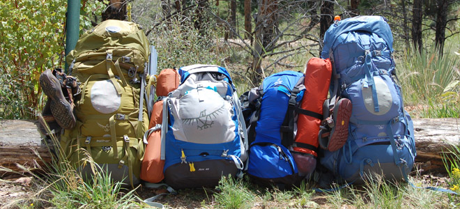 Backpacks leaning against a log in the forest