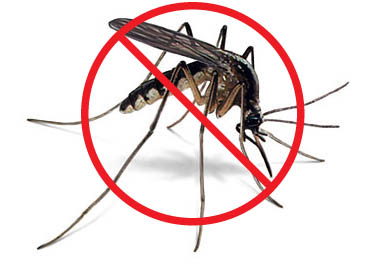 Mosquito